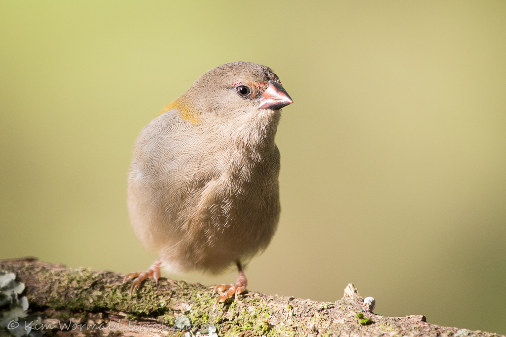 Red-browed Finch - Kim Wormald