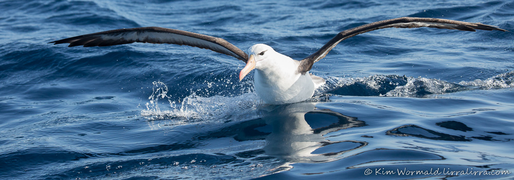 Black-browed Albatross - Kim Wormald