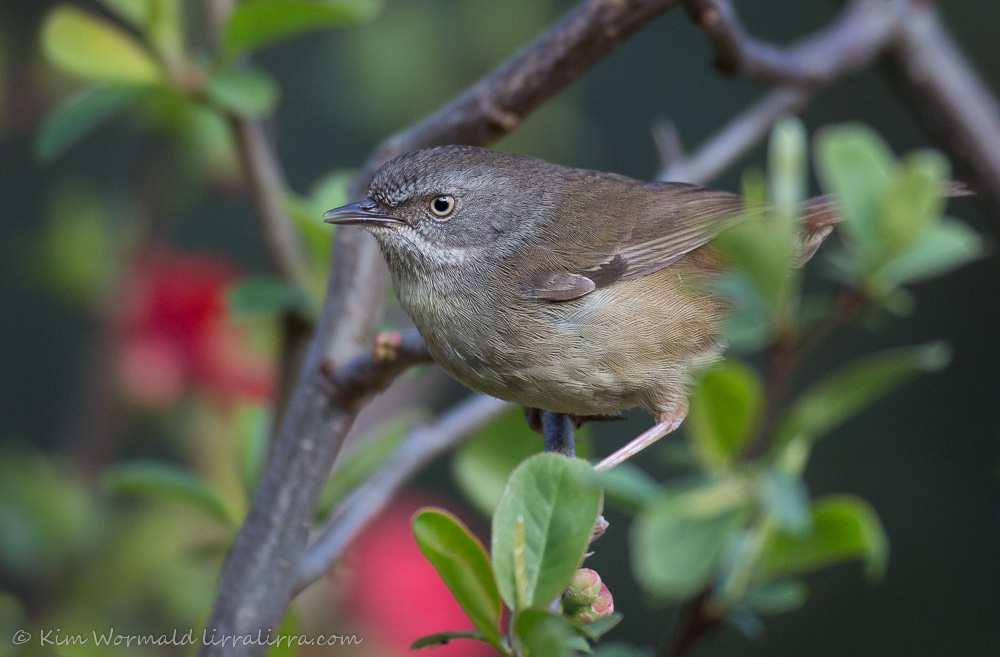 White-browed Scrubwren - Kim Wormald