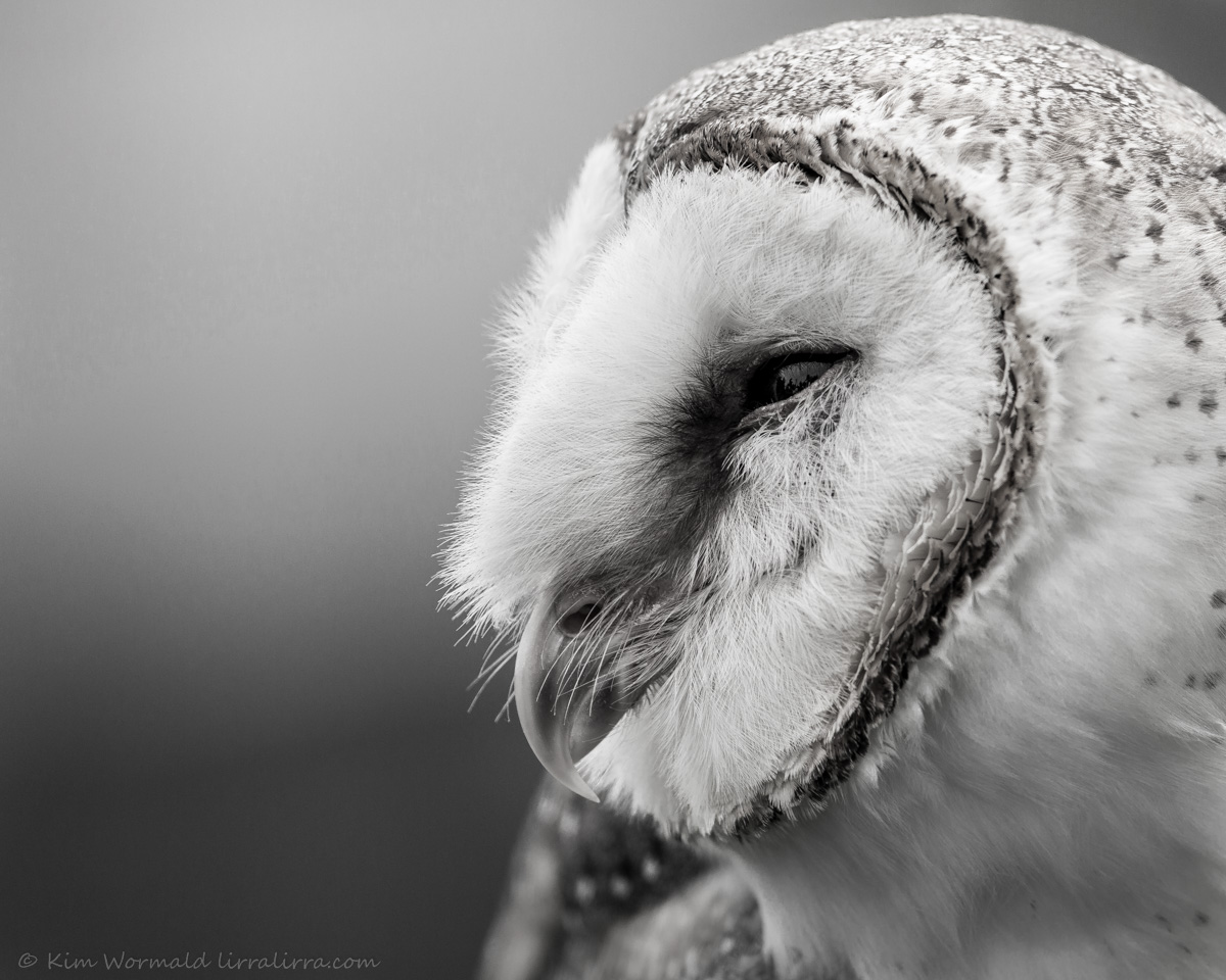 Barn Owl squinting