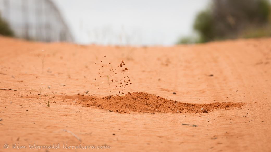 Scotia 2 - Kim Wormald