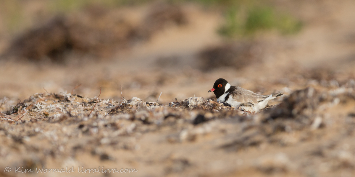 Hoodie chick 2 - Kim Wormald