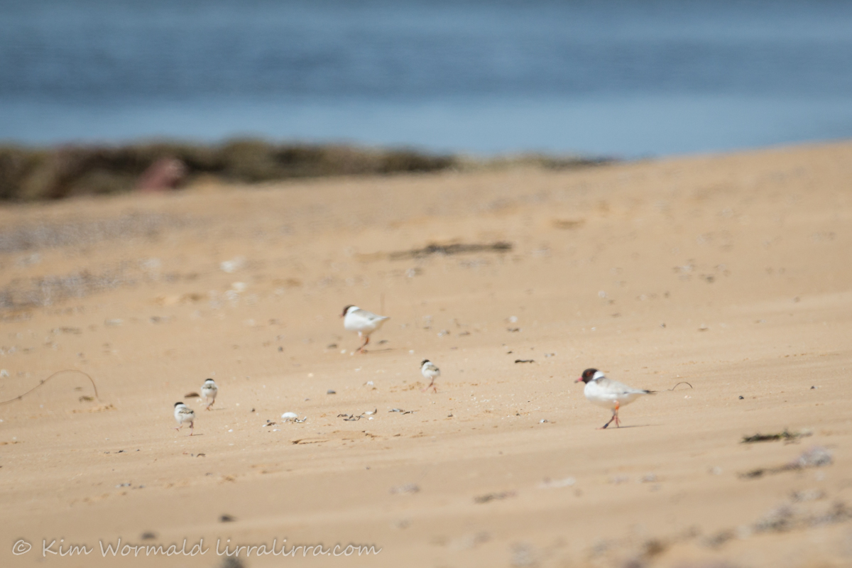 Hoodie chick 5 - Kim Wormald