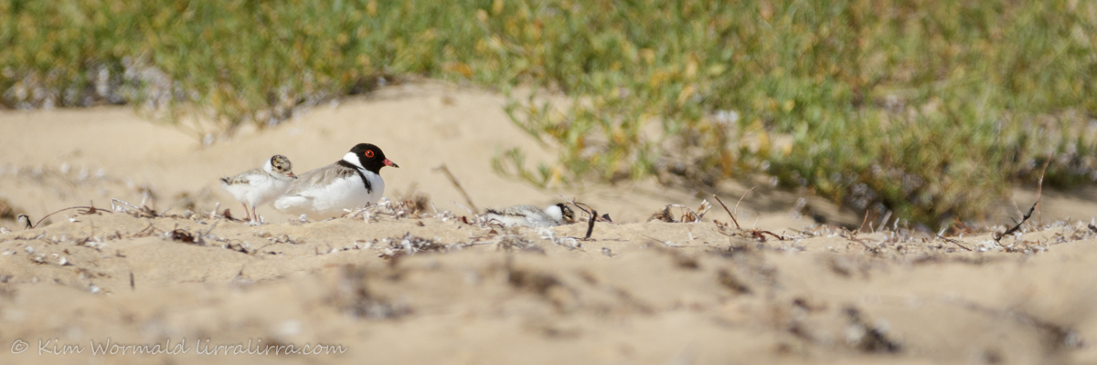 Hoodie chick 3 - Kim Wormald