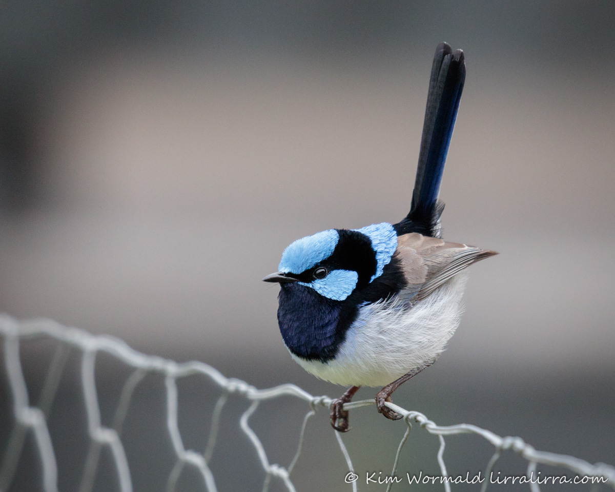 Superb Fairy-wren - Kim Wormald