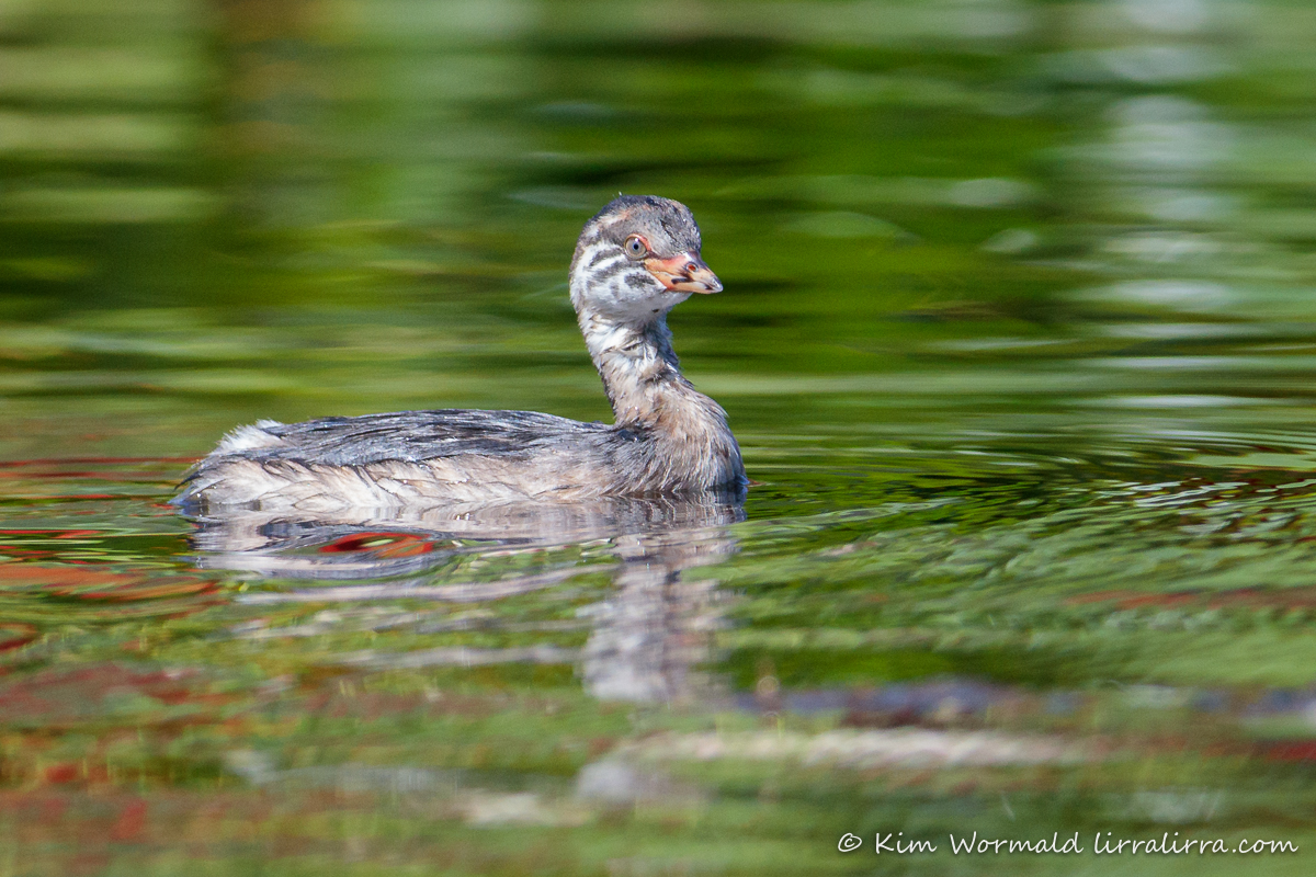 Australian Grebe Chick 2 Kim Wormald Lirralirra
