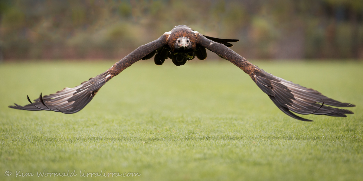 [Image: Wedge-tailed-Eagle-2-Kim-Wormald.jpg]