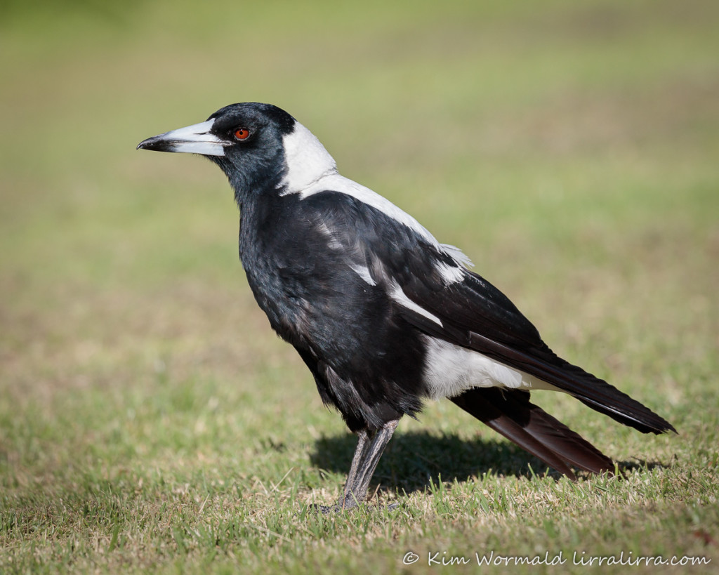 Grumpy Magpie A scruffy Aussie icon « lirralirra