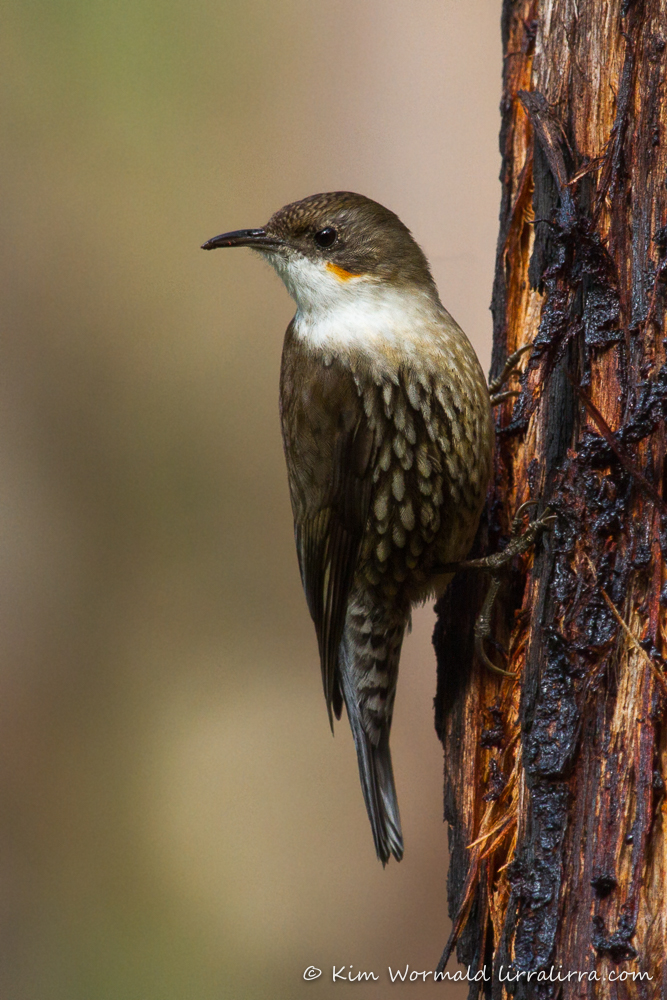 This image has an empty alt attribute; its file name is 02-White-throated-Treecreeper-Kim-Wormald.jpg
