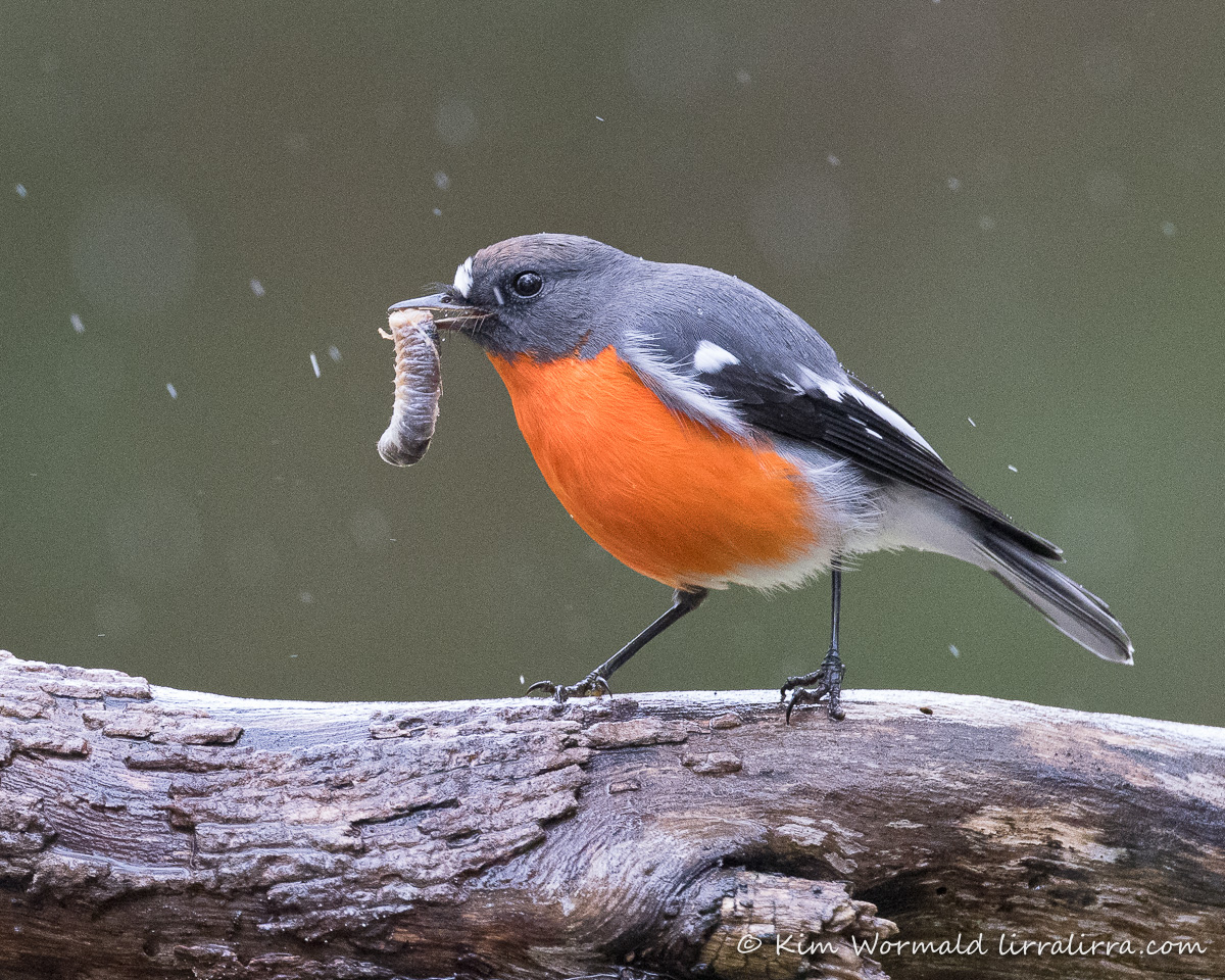 Flame Robins are back! « lirralirra