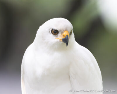 Grey Goshawk (white morph) « lirralirra