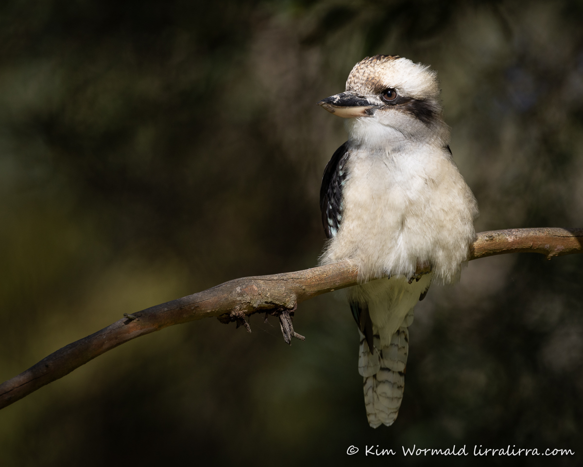 Happy Kooka Lirralirra Happy Kooka Lirralirra
